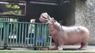 Hungry Hungry Hippo Gets Feed By Visitor Raw Materials