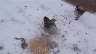 Texas Being All BLiZZarD-iSh - Feeding my Gooses