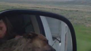 Dog trying to bite air in while sticking head out window