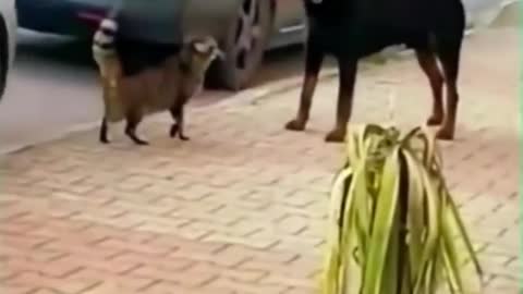 best funny animal video of 2022