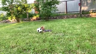 Football dog