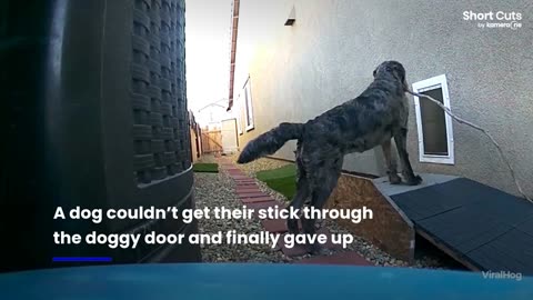 Clever dog helps canine friend get beloved stick through doggy door