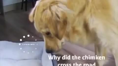 An Insight of a Golden Retriever