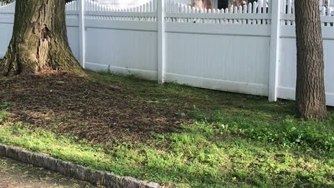 Husky Jumps On Trampoline To See Over Fence