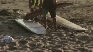 Two shirtless guys stack three surfboards and carries them off beach