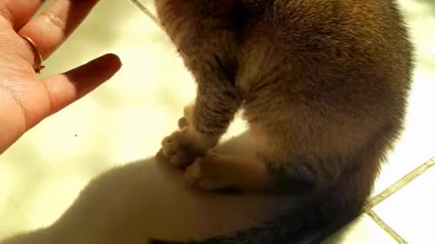 cute cat funny video