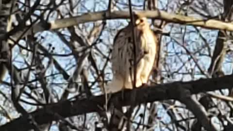 Red Tail