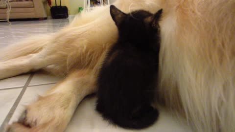 Foster kitten falls asleep In dog's fur