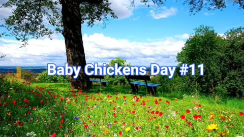 Baby Chickens Day # 11