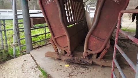 How to Use Cattle Chute Explained. #farmlife,#howto,cattleranch
