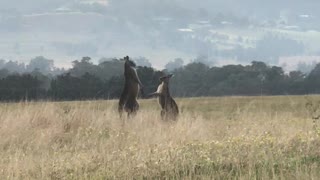 Kangaroos Tussle for Territory