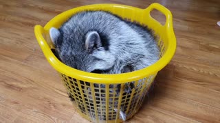 Raccoon sits in the laundry basket like a cat.