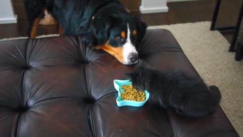 Dog wants kitty food so bad