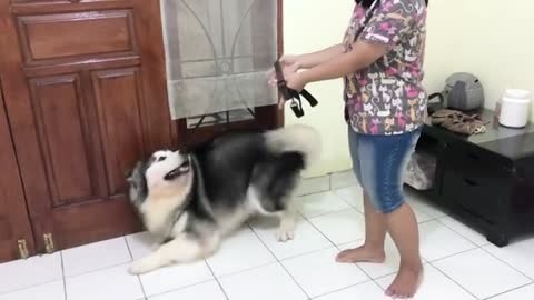 The Alaskan Malamute Dog so Excited when it's Owner Take Him out of The House to Play