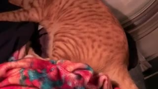 Cat cries whenever he hears a sneeze