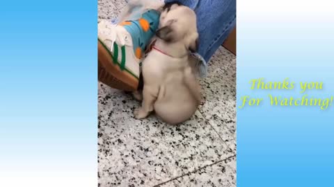 Cute Funny Pets Compilation 01