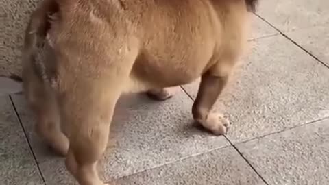 Lion Pug - funny dogs