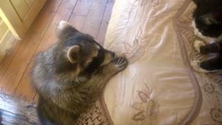 Raccoon Tries to Make Friends With Cat