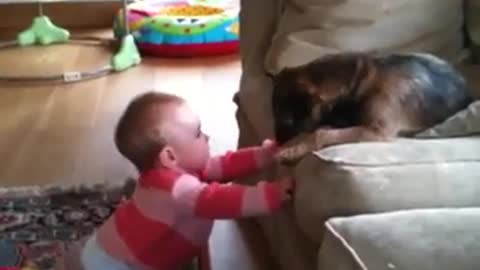 baby playing with border terrier puppy
