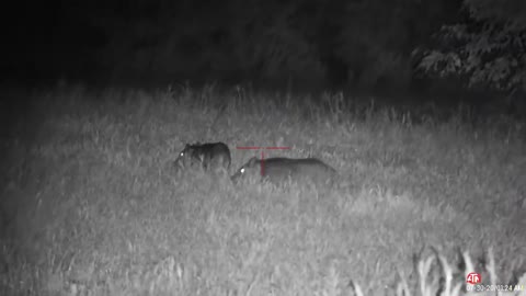 ATN X-Sight 4K Pro - Night Time Hog Hunting