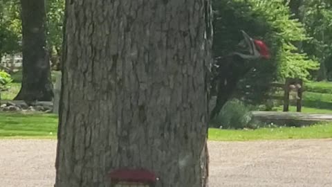 PILEATED WOODPECKER IN OUR FRONT YARD