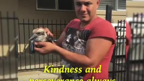 This man saved the drowned kookaburra bird in the pool.