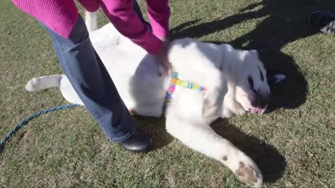 Lick It Up! Meet Mochi, The Guinness Record-Holder For Longest Dog Tongue