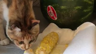 Blind Rescue Cat Munches on Some Corn