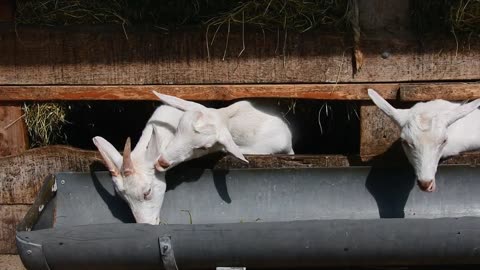 Goats eating from a trough and nibbling on each other #Farm #Goats