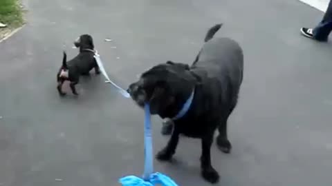 Dogs take turns walking each other on leash