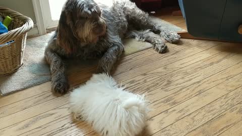 Puppy tries everything to get old dog to play