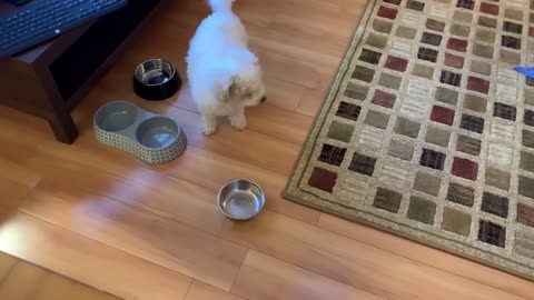 Hungry dog throws empty bowl at human. Dog Throws tantrum ! ! !