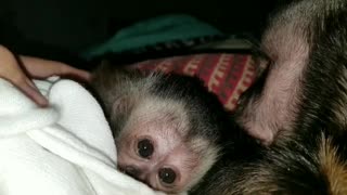 Capuchin monkey grooming and holding hands with baby