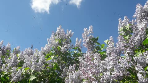 Blooming lilacs for you friends