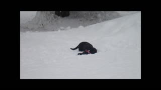Lab Puppy in Deep snow