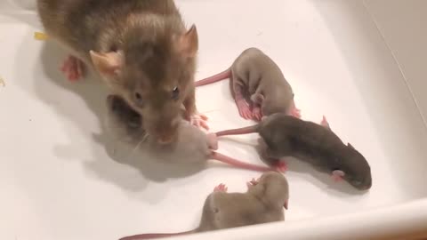 We Trained Our Rat to Bring Us Her Babies