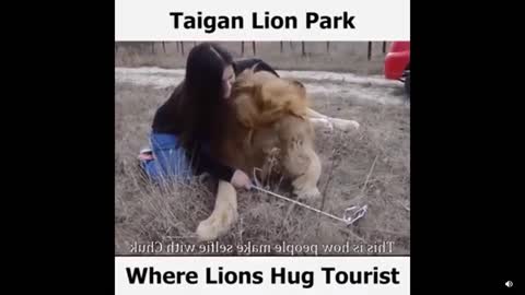 Amazing scenes!Lions and lionesses being friendly and hugging tourists!Taigan Lion safari park!