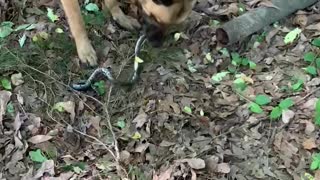Another snake bites the dust. By Malinois dog