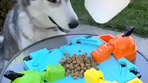 glutton dog dog playing