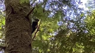 British Columbia Wood Pecker 😊👍