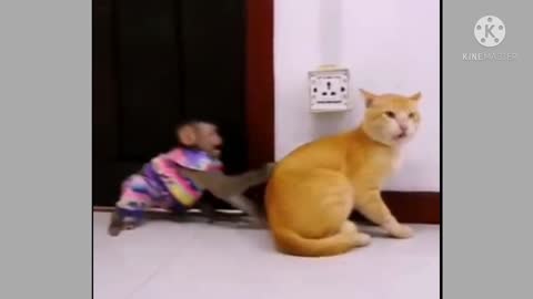 Funny Cat and Monkey Get Together.