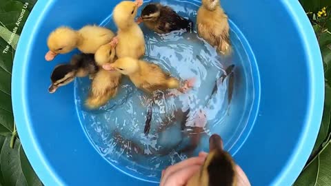 Cute Duck & Fish Ducklings in the pool