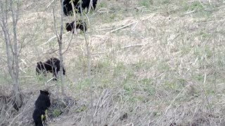 Three Cubs Wrestling and Playing Together in Trees