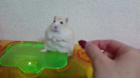 Owner Teases Hamster with Food