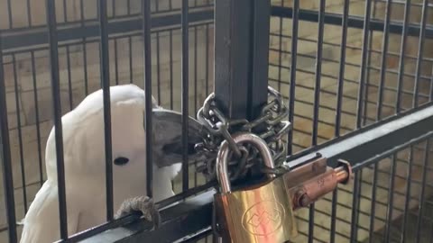 Adorable parrot trying to escape… So cute, so smart…