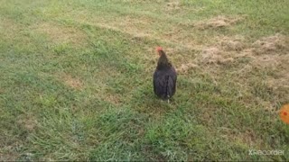 Hen Crowing