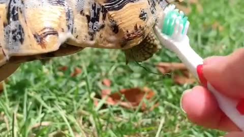 Beauty Tortoise Getting a Bath