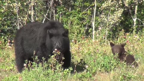 Black Bear - Wild Bear - Forest