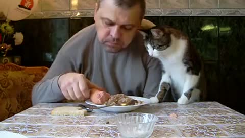 Cat Sees Sausage On Owner’s Plate And Wants To Steal It From Dad