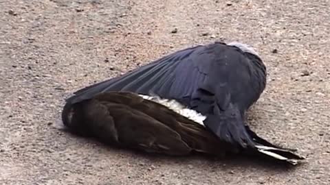 The fight was unlucky for the crow wh